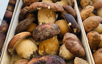 Boletus Edulis and relative group